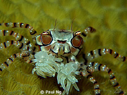 What are you looking at? wanna fight? The greatest boxer ... by Paul Ng 